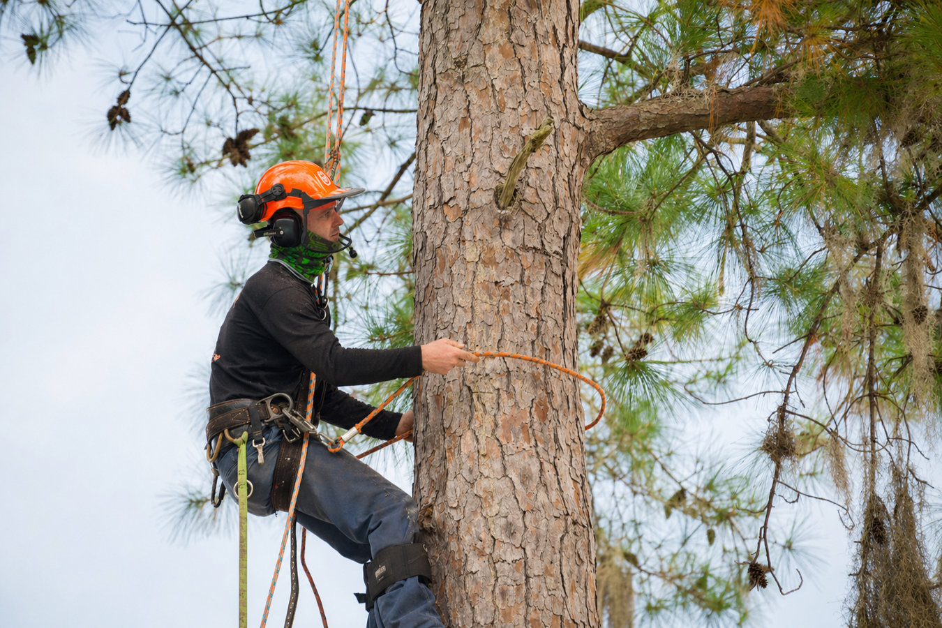 Commercial tree service in Perris, CA