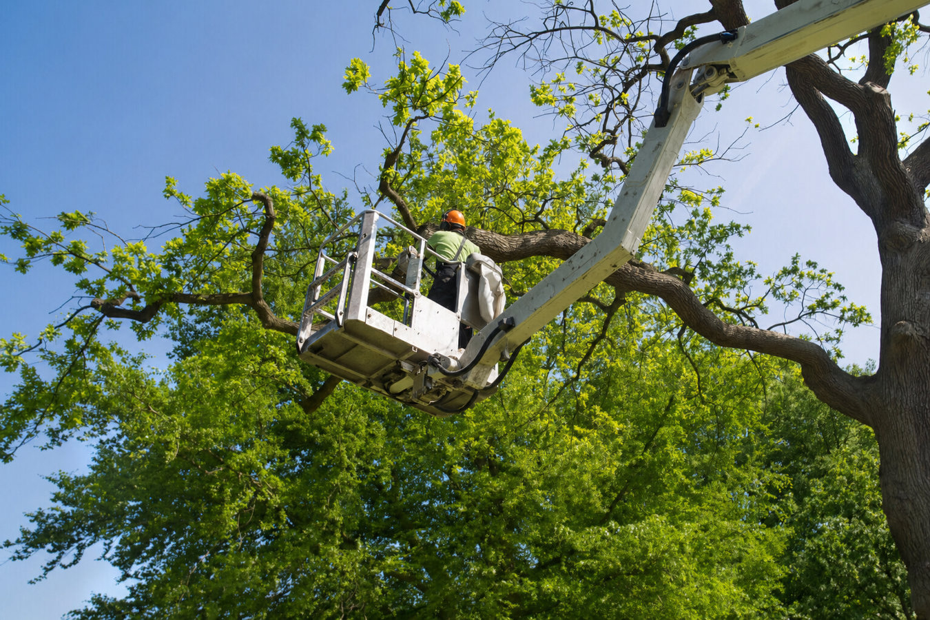 Tree pruning in Perris, CA